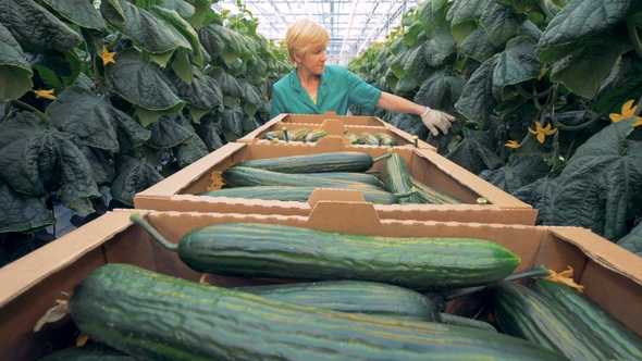Cucumbers' Harvesting Process Carried Out in a Glasshouse. Healthy Products Production Concept