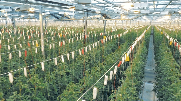 Large Glasshouse with Growing Tomato Brushwood. Organic Cultivation of Natural and Fresh Vegetables