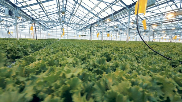 Lettuce Plantations in a Spacious Greenhouse Under Artificial Lighting. Industrial Greenhouse