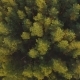 Aerial View on the Summer Trees and Forest - VideoHive Item for Sale