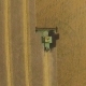 Aerial View on the Combine Working on the Large Wheat Field - VideoHive Item for Sale