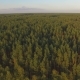 Aerial View on the Summer Trees and Forest - VideoHive Item for Sale