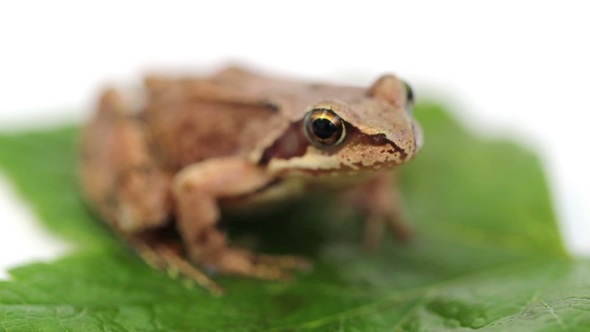 Frog on Green Leaf