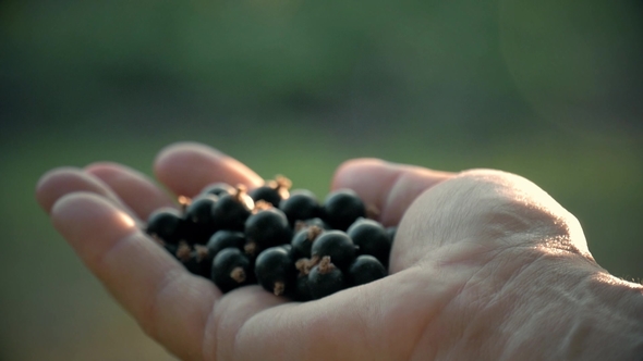 Farmer Hand Full of Organic Black Currant Berries. Black Currant Harvest