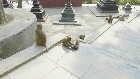 Monkey Family in Swayambhunath Temple. Kathmandu, Nepal
