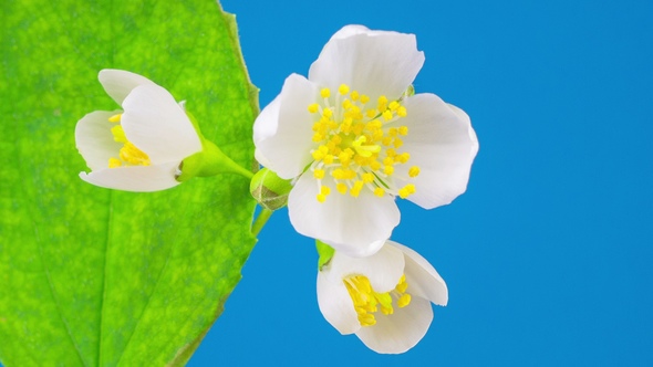 White Jasmine Flower Opening