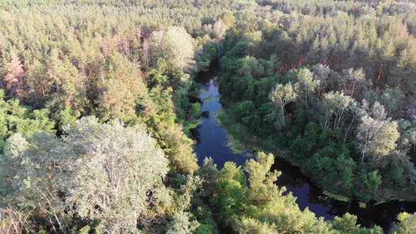 Aerial View of Riverbed Between Pine Forest. River Near Tops of Green Trees