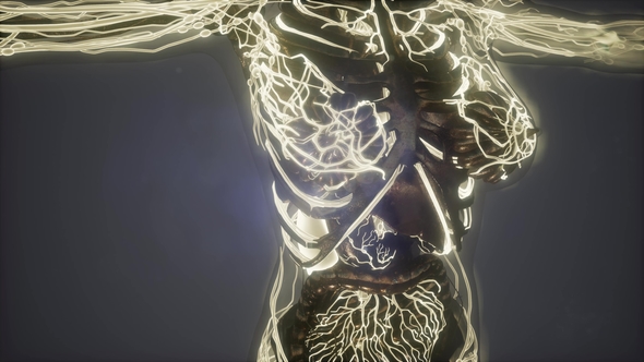 Human Body with Glow Blood Vessels alt