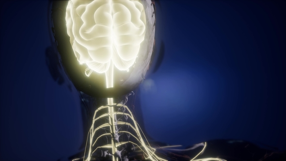 Anatomy of Human Brain alt