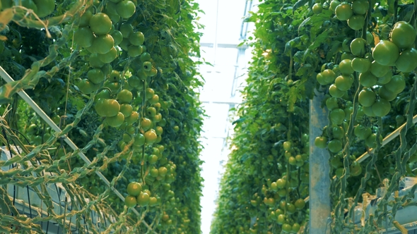 Big Tomato Plants