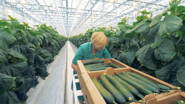 A Worker Looking for Cucumbers on Plants
