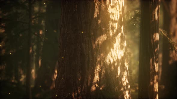 Wild Pine Forest at Sunrise alt