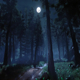 Forest Night