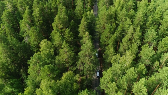 Flight Above Pine Tree Tops Along Asphalt Road with Driving White Cars
