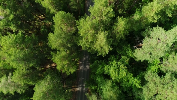 Bird Eye Flight Above Tree Tops Showing Road Hidden in Forest Darkness