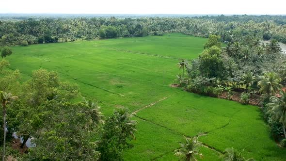 Lush Green Paddy Field, aerial shot,Asian Vilage