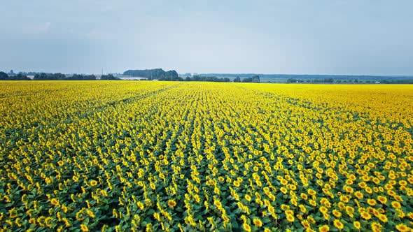 Flowering of Yellow Sunflowers in the Field