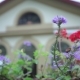 Violet Flowers on the Background of the House - VideoHive Item for Sale