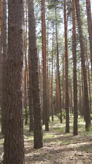 Vertical Video of Forest Landscape with Pine Trees in Summer Slow Motion