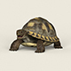 Game Ready Tortoise - 3DOcean Item for Sale