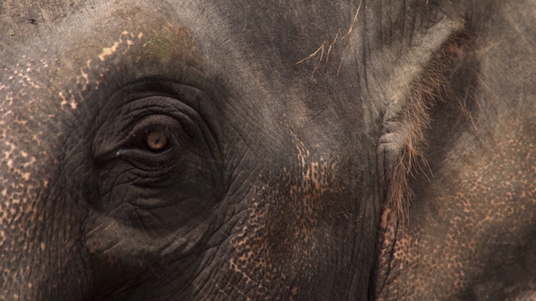 Eye of Asian Elephant (Elephas Maximus)