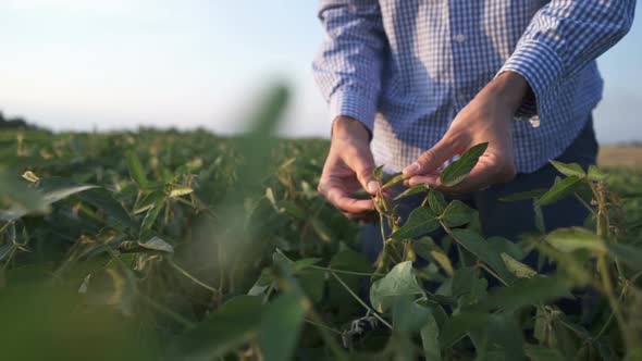 Agronomist Inspecting Soya Bean Crops Growing in the Farm Field