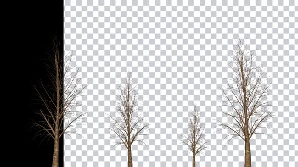 Winter Trees