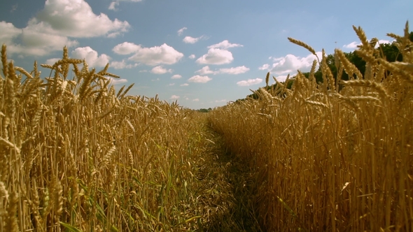 Backwards Shooting of Wheat Field Trail