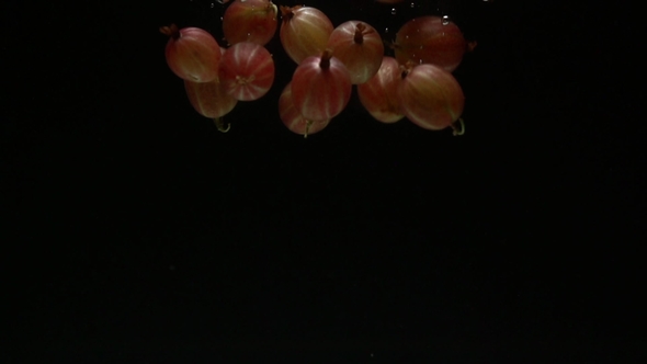 Gooseberries Diving