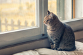 Cat looks to the windows - PhotoDune Item for Sale