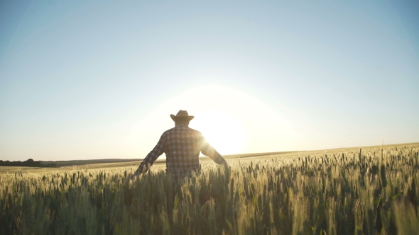 Farmer Walks, Rejoices From Good Harvest in Wheat Field