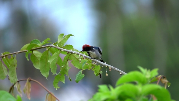 Scarlet-backed Flowerpecker (Dicaeum Cruentatum) Sitting on Tree Branch