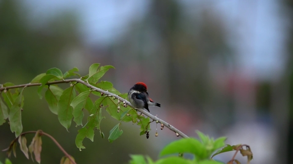 Scarlet-backed Flowerpecker (Dicaeum Cruentatum) Sitting on Tree Branch