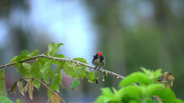 Scarlet-backed Flowerpecker (Dicaeum Cruentatum) Sitting on Tree Branch