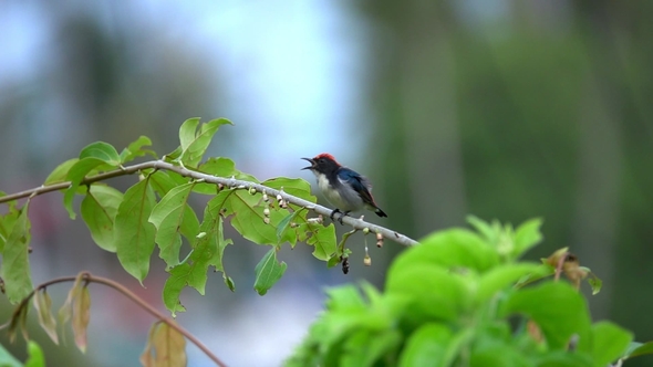 Scarlet-backed Flowerpecker (Dicaeum Cruentatum) Sitting on Tree Branch