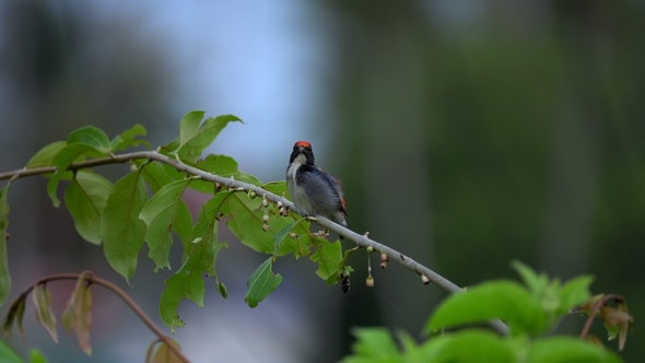 Scarlet-backed Flowerpecker (Dicaeum Cruentatum) Sitting on Tree Branch