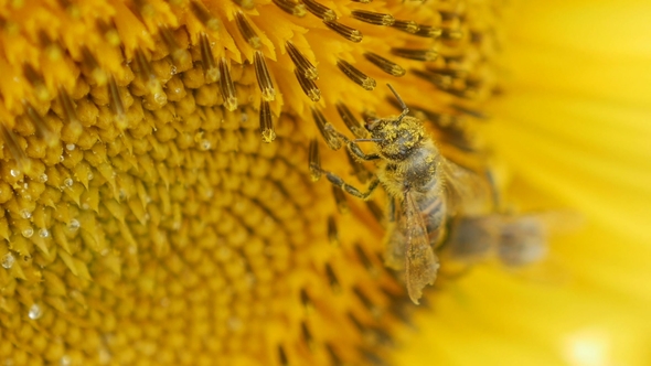 Bee Collects Pollen on Sunflower