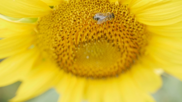 Bee Collects Pollen on Sunflower