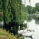 Young Woman Feeds Swans in the Summer Park Pond - VideoHive Item for Sale