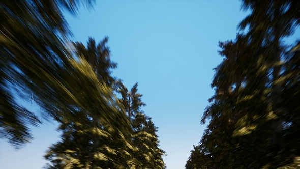 Alley of Spruce Against the Cloudless Sky