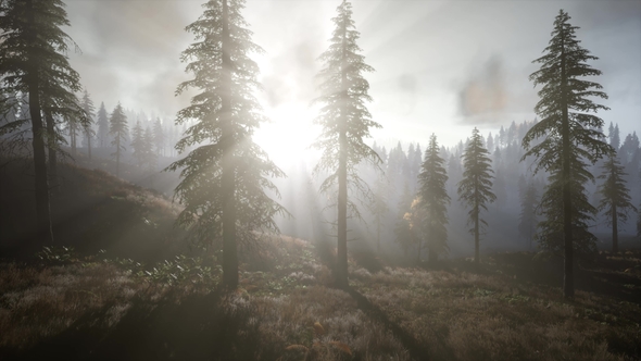 Sun Beams Through Trees alt