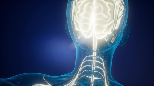 Anatomy of Human Brain alt