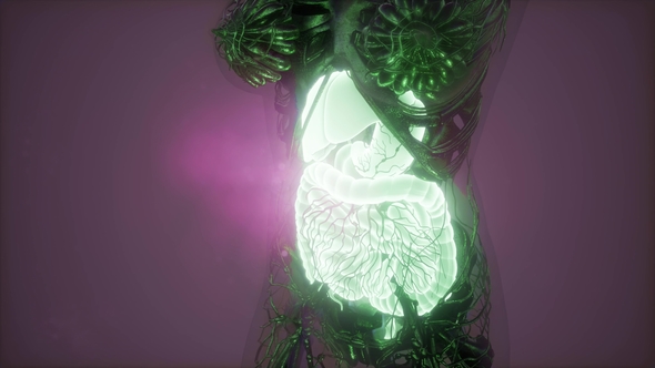 Human Body with Visible Digestive System alt