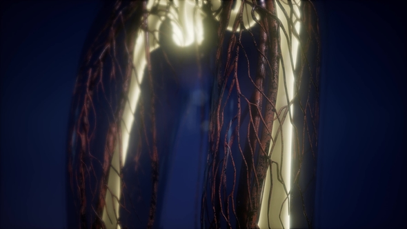 Human Body with Visible Skeletal Bones alt