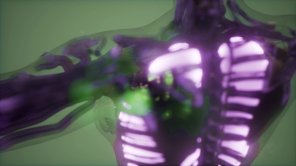 Human Body with Visible Lungs alt