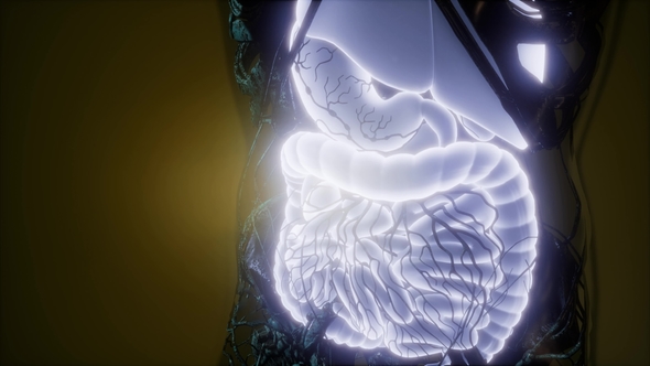 Human Body with Visible Digestive System alt
