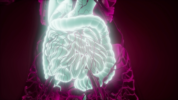 Human Body with Visible Digestive System alt
