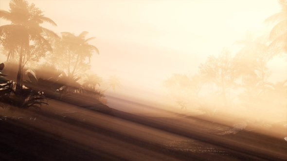 Sunset Beams Through Palm Trees alt