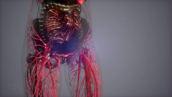 Human Body with Glow Blood Vessels alt