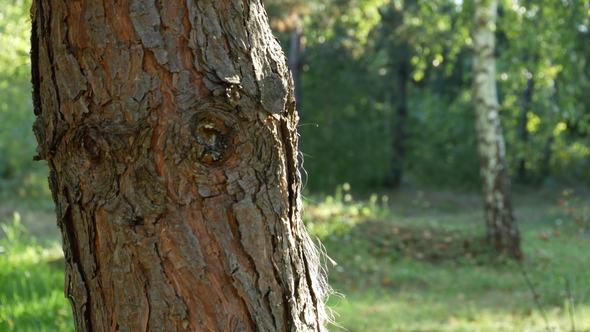 Girl Behind Tree, Appears and Makes Sign Be Quiet